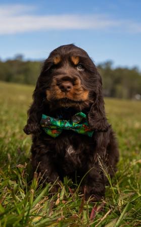 Cocker Spaniel for sale by CRITTACOCKAS