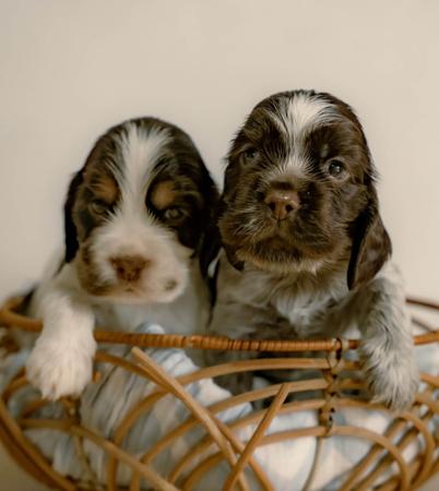 Cocker Spaniel for sale by CRITTACOCKAS