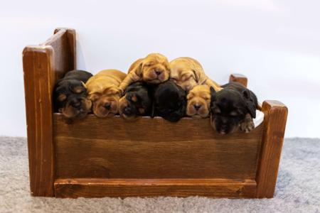 Cocker Spaniel for sale by CRITTACOCKAS