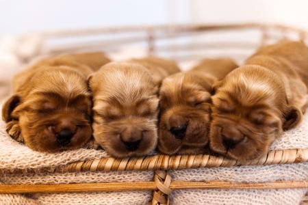 Cocker Spaniel for sale by CRITTACOCKAS