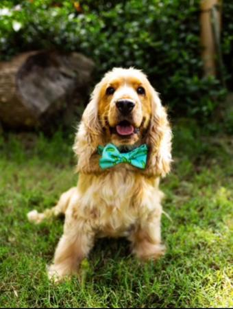 Cocker Spaniel for sale by CRITTACOCKAS