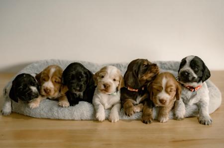 Cocker Spaniel for sale by CRITTACOCKAS