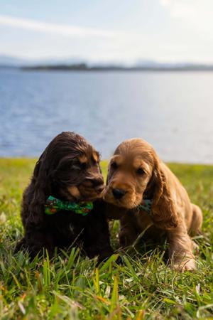 Cocker Spaniel for sale by CRITTACOCKAS