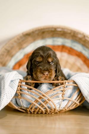 Cocker Spaniel for sale by CRITTACOCKAS