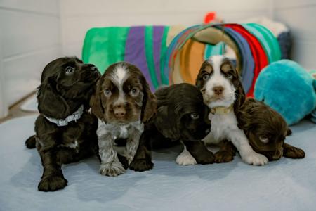 Cocker Spaniel for sale by CRITTACOCKAS