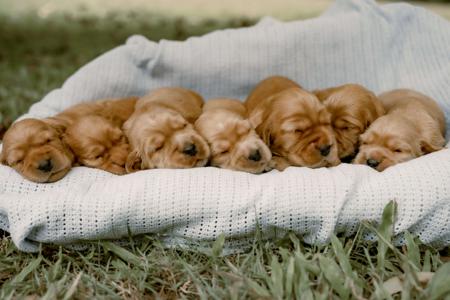 Cocker Spaniel for sale by CRITTACOCKAS