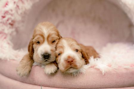 Cocker Spaniel for sale by CRITTACOCKAS