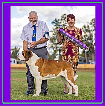 Australian Champion Bernedale She’s The Real Deal AI St Bernard