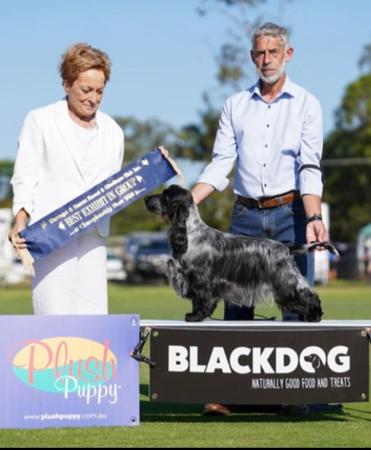 Cocker Spaniel for sale by BALLYORAN
