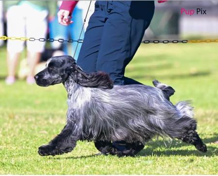 Cocker Spaniel for sale by BALLYORAN