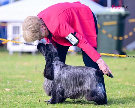 Cocker Spaniel for sale by BALLYORAN