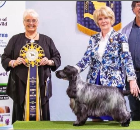 Cocker Spaniel for sale by BALLYORAN