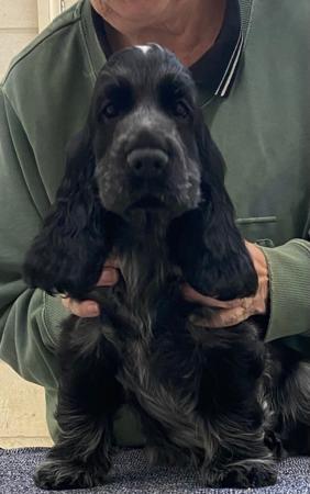 Cocker Spaniel for sale by BALLYORAN