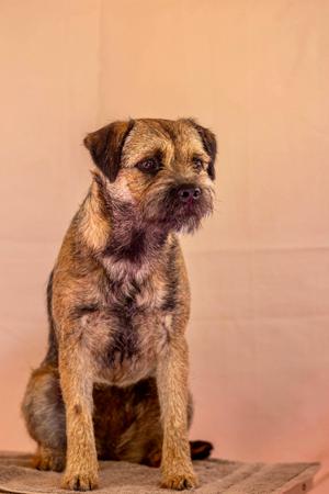 Border Terrier for sale by VIZWYRE