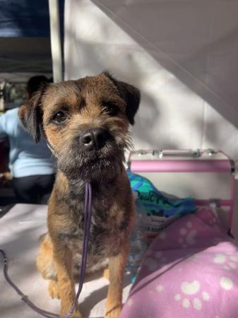 Border Terrier for sale by VIZWYRE