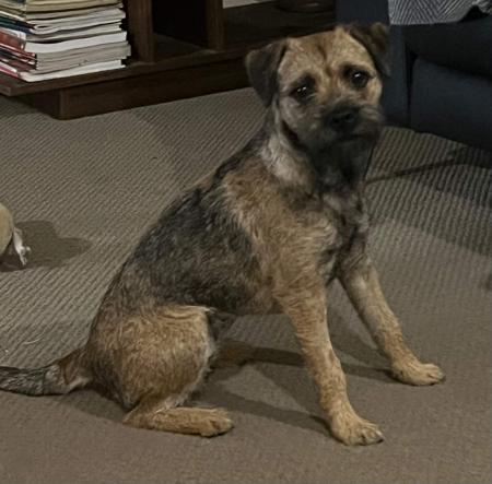 Border Terrier for sale by VIZWYRE