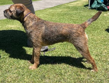 Border Terrier for sale by VIZWYRE