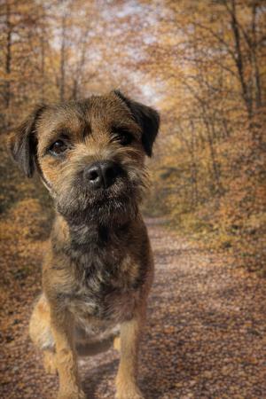 Border Terrier for sale by VIZWYRE
