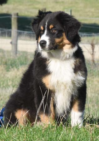 Australian Shepherd puppy for sale by ROZATE