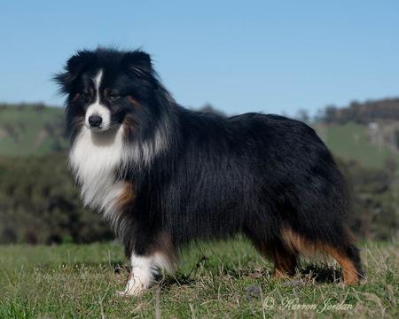 Miniature American Shepherd puppy for sale by ROZATE