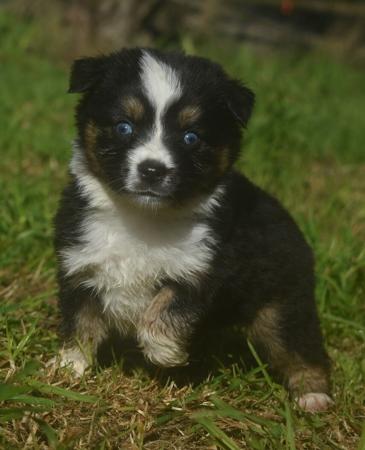 Miniature American Shepherd puppy for sale by ROZATE
