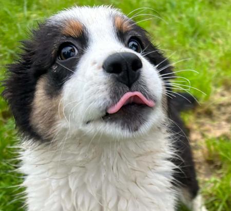 Australian Shepherd puppy for sale by ROZATE