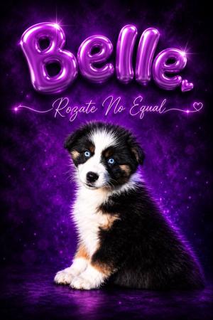 Miniature American Shepherd puppy for sale by ROZATE