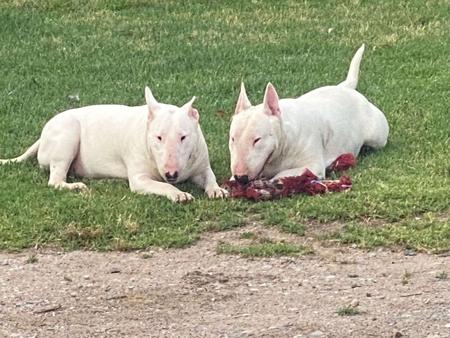 Bull Terrier for sale by BRAEBULL