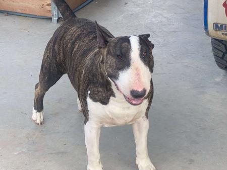 Bull Terrier for sale by BRAEBULL