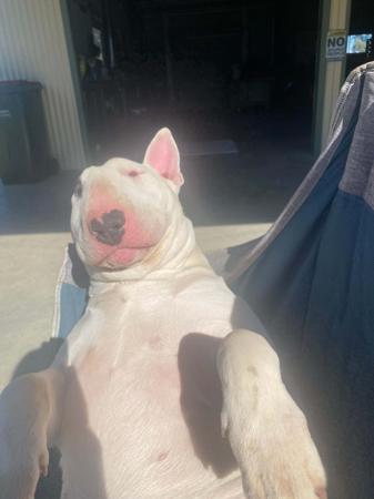 Bull Terrier for sale by BRAEBULL