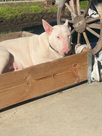 Bull Terrier for sale by BRAEBULL