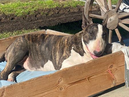 Bull Terrier for sale by BRAEBULL