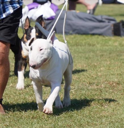 Bull Terrier for sale by BRAEBULL