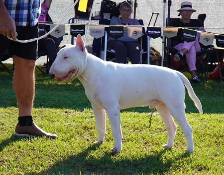 Bull Terrier for sale by BRAEBULL