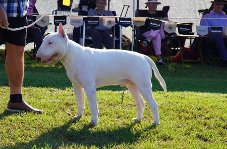 Bull Terrier for sale by BRAEBULL
