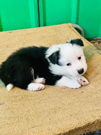 Border Collie puppy for sale by BELADELE