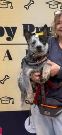 Australian Cattle Dog puppy for sale by EMBROOKE