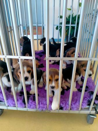 Beagle for sale by AMFOLK