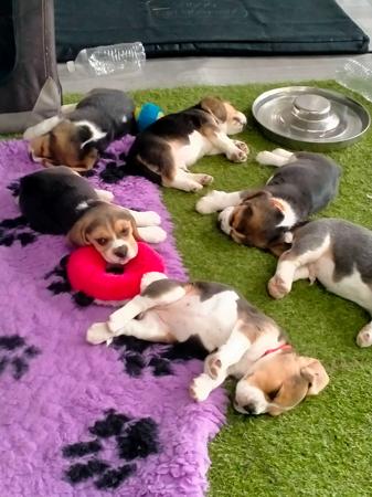 Beagle for sale by AMFOLK