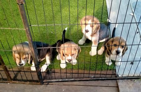 Beagle for sale by AMFOLK