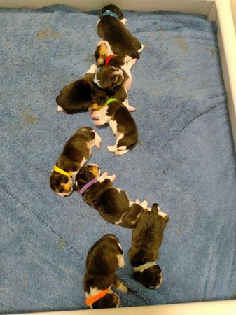 Beagle for sale by AMFOLK