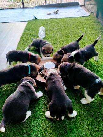 Beagle for sale by AMFOLK