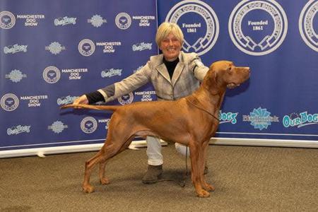 Hungarian Vizsla puppy for sale by ACEWEIS