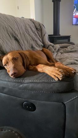 Hungarian Vizsla puppy for sale by ACEWEIS