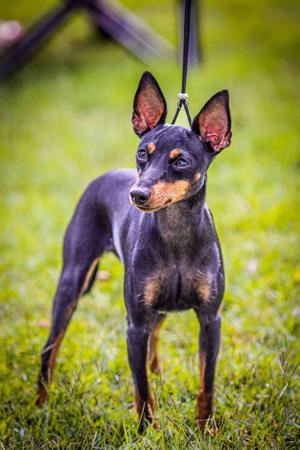 English Toy Terrier (Black and Tan) for sale by SAVACC