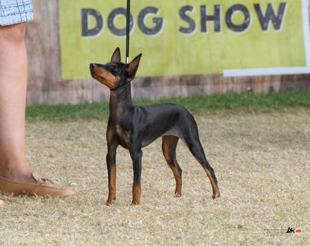 English Toy Terrier (Black and Tan) for sale by SAVACC