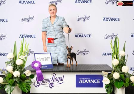 English Toy Terrier (Black and Tan) for sale by SAVACC