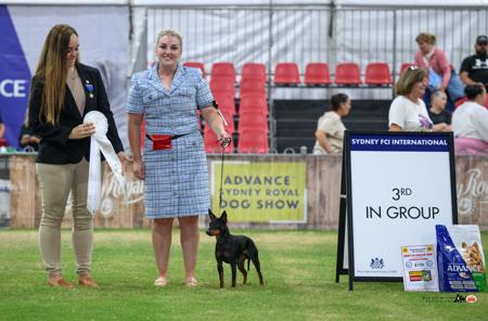 English Toy Terrier (Black and Tan) for sale by SAVACC