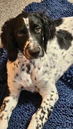 Large Munsterlander puppy for sale by RATEK