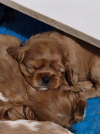 Cavalier King Charles Spaniel puppy for sale by DAISYMONT
